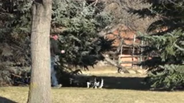 ARVADA COLORADO-2015: Dog Owner On A Business Call While Walking His Dog