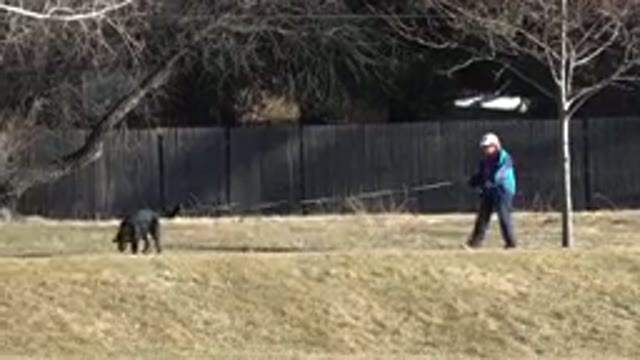 ARVADA COLORADO-2015: Old Man Take A Dog For A Walk In A Park