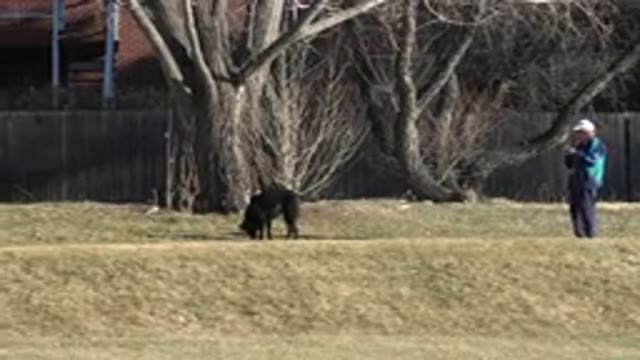 ARVADA COLORADO-2015: Man In Blue Clothes Walking His Black Dog While Whipping