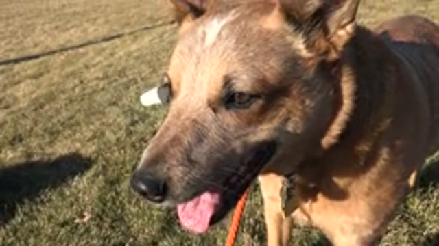 ARVADA COLORADO-2015: Thirsty Dog Waiting For Their Owner To Come Give Them
