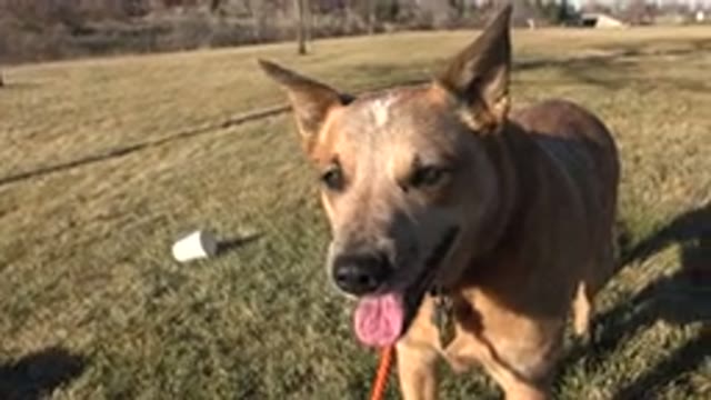 ARVADA COLORADO-2015: Big Brown Dog Chilling On A Sunny Bright Day