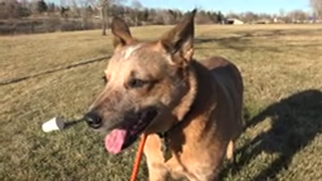 ARVADA COLORADO-2015: Tan Colored Medium Sized Dog In Park Setting Becomes