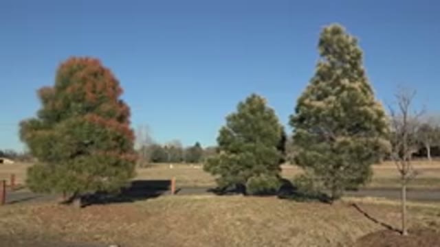 ARVADA COLORADO-2015: Three Large Trees With Many Leaves In A Green Field With
