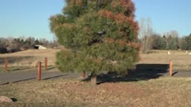 ARVADA COLORADO-2015: A Standalone Pine Tree Marked With Woods With Green And