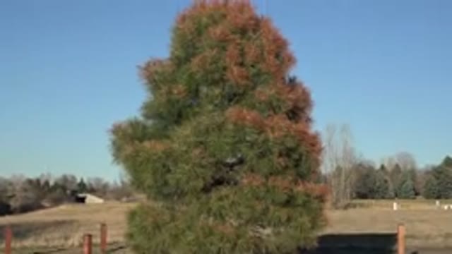 ARVADA COLORADO-2015: Big Tree in Front with Many Trees in Back and Cars Passing in Rural Area