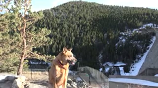 NEDERLAND COLORADO-2015: A Mountain In A Forest That Is Covered With Many Trees