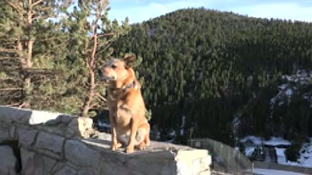 NEDERLAND COLORADO-2015: Brown Dog Sitting On Gray Stone Wall On A Sunny Day