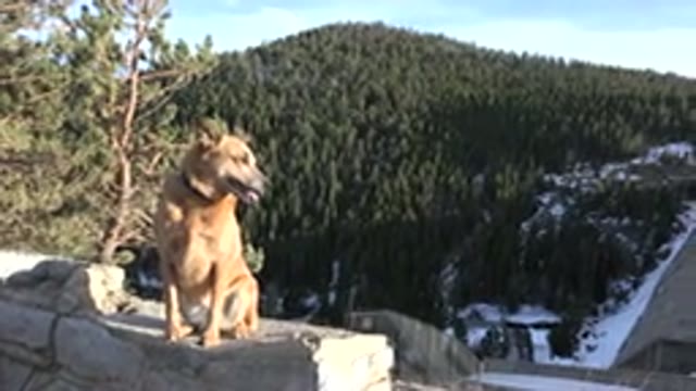 NEDERLAND COLORADO-2015: A Lonely Dog Sitting In The Sunshine Looking Around For