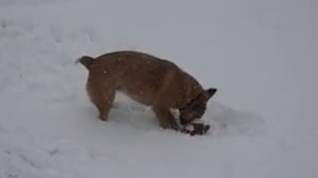 WESTMINSTER COLORADO-2015: Dog Digging Up His Favorite Toy From A Snowy Mountain