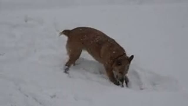 WESTMINSTER COLORADO-2015: Tan Colored Medium Sized Dog Chews On Object In Snow