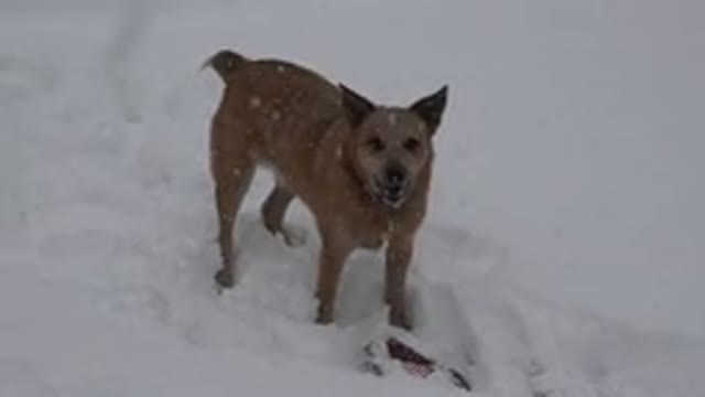 WESTMINSTER COLORADO-2015: A Brown Dog Without Pedigree Barking in the Snow