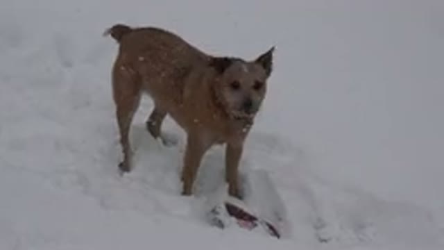 WESTMINSTER COLORADO-2015: A Barking Dog Out In The Snow