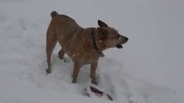 WESTMINSTER COLORADO-2015: Beige Dog on a Leash Barking Aimlessly in the Snow