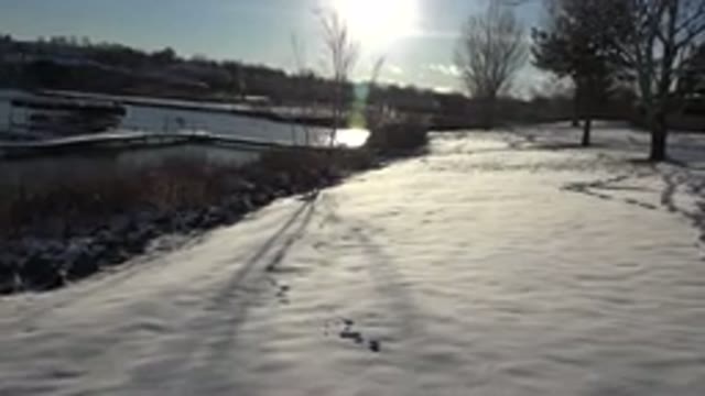 WESTMINSTER COLORADO-2015: Brown Dog Running On Snow On A Bright Sunny Day