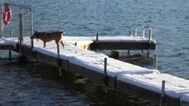 WESTMINSTER COLORADO-2015: A Brown Dog Stands on Snow-Covered Bridge