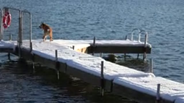 WESTMINSTER COLORADO-2015: Video Of Dog Walking On A Dock With Snow On It During Winter