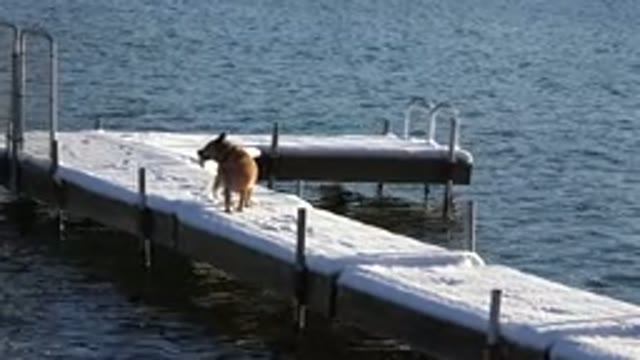 WESTMINSTER COLORADO-2015: Dog On A Dock Walking Around With Snow On It