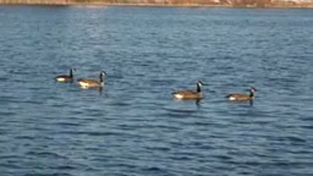 WESTMINSTER COLORADO-2015: Pretty Little Duck Swims In The Opposite Direction Of