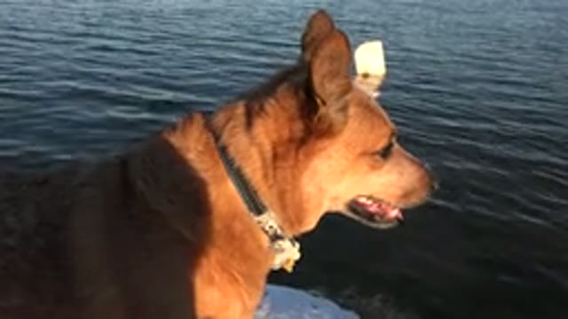 WESTMINSTER COLORADO-2015: Dogs Display Many Behaviors Associated With