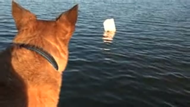 WESTMINSTER COLORADO-2015: Brown Dog Looks At White Object In Water On A Sunny Day