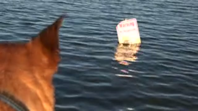 WESTMINSTER COLORADO-2015: Tan Colored Medium Sized Dog Looks At Warning Sign