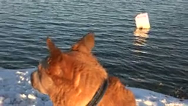 WESTMINSTER COLORADO-2015: Caramel Dog In The Snow Looking Around Near The Lake