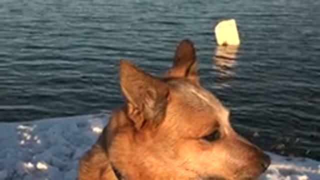 WESTMINSTER COLORADO-2015: Brown Dog Looks Around At Peaceful Winter Lake