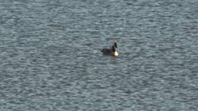 WESTMINSTER COLORADO-2015: Canadian Goose Floats On Body Of Water Surface