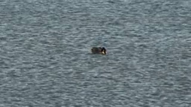 WESTMINSTER COLORADO-2015: Duck In Lake Water With Green Head And White Feather Swimming