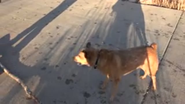 WESTMINSTER COLORADO-2015: Excited Dog Barks For Man To Throw Large Stick Near A