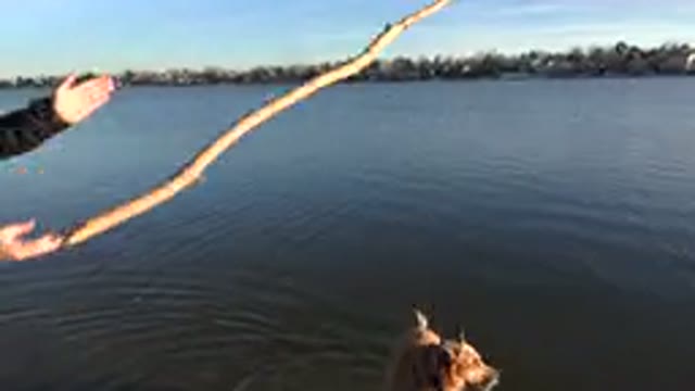 WESTMINSTER COLORADO-2015: Dog Swimming In A River On A Sunny Day
