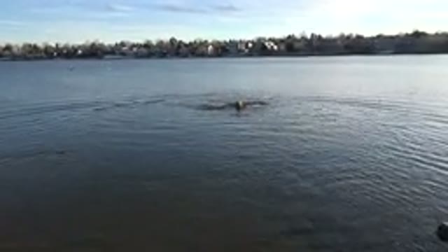WESTMINSTER COLORADO-2015: Dog Swimming In A Lake Struggles To Keep Stick Above