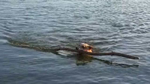 WESTMINSTER COLORADO-2015: A Happy Dog Swimming With A Huge Tree Branch