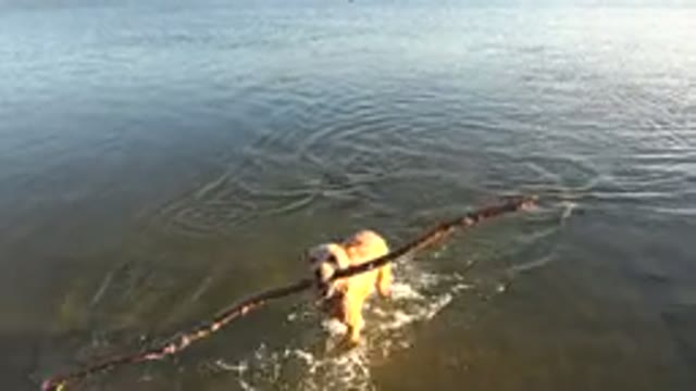 WESTMINSTER COLORADO-2015: A Brown Colored Dog Is Running Out Of The Water With