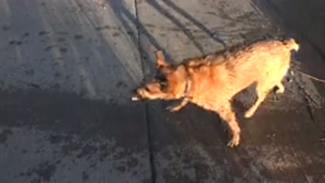 WESTMINSTER COLORADO-2015: Wet Dog By The Lake Man Approaching With A Tree