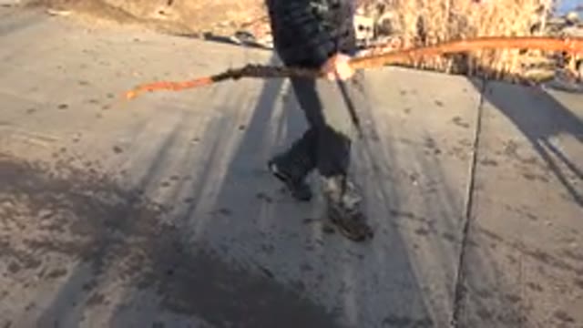 WESTMINSTER COLORADO-2015: Man Disturbing Dog With A Wooden Stick In Front Of