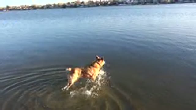 WESTMINSTER COLORADO-2015: Dog In A Lake Going To Fetch A Stick In The Water