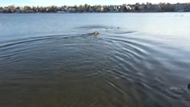 WESTMINSTER COLORADO-2015: A Mysterious Creature Quickly Easing Through The Lake