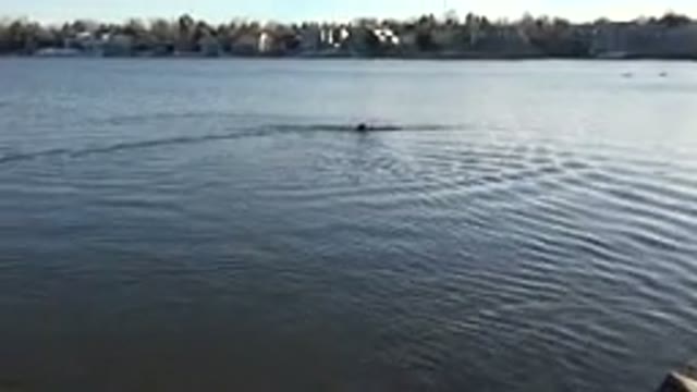 WESTMINSTER COLORADO-2015: A Shot That Zooms In On A Dog Swimming Through The