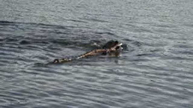 WESTMINSTER COLORADO-2015: A Swimming Dog is Fun To See