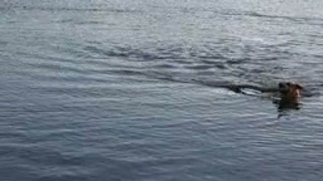 WESTMINSTER COLORADO-2015: Funny Dog Playing On The Water With A Very Big Twig