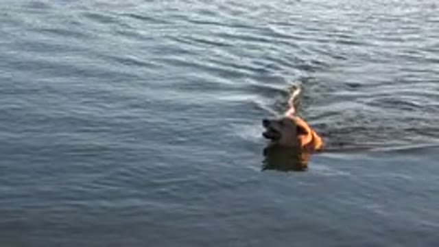 WESTMINSTER COLORADO-2015: Brown Dog Swims With Tree Branch On A Sunny Day