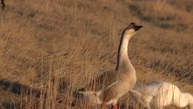 WESTMINSTER COLORADO-2015: Ducks Sitting On Dead Grass On A Hot Day