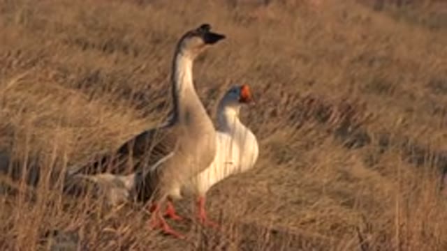 WESTMINSTER COLORADO-2015: Pair Of Geese Quietly Foraging For Breakfast On A