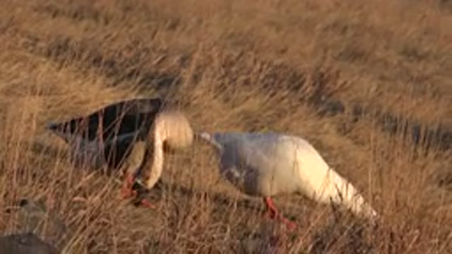WESTMINSTER COLORADO-2015: Two Birds Walk Through A Dry Lawn Field In Search Of