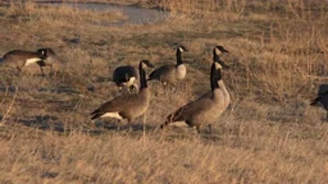 WESTMINSTER COLORADO-2015: Ducks Roaming Beside A Pond Picking Food From The Ground