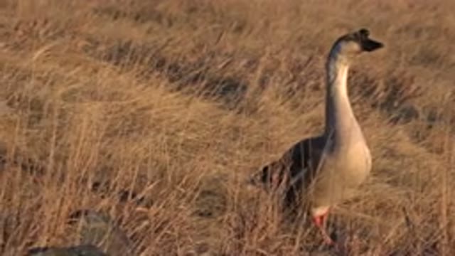 WESTMINSTER COLORADO-2015: Footage Of A Goose On A Grassy Hill In The Day Time