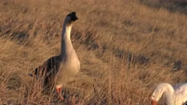 WESTMINSTER COLORADO-2015: Goose Standing In Tan Field On A Sunny Day