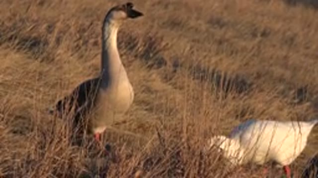 WESTMINSTER COLORADO-2015: Two Geese In Tall Golden Colored Grass One Forages