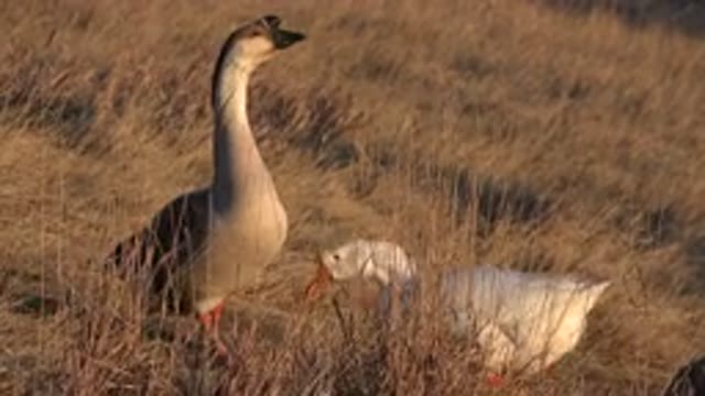 WESTMINSTER COLORADO-2015: Two Geese Standing in a Grassy Field and Eating
